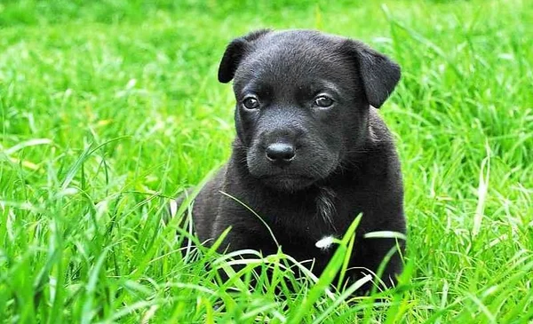 Cachorro abandonado en un basurero genera conmoción en la comunidad