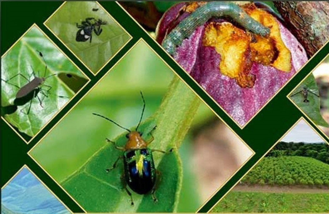 Nuevas especies de insectos identificadas en cultivos de cacao de Alto Beni