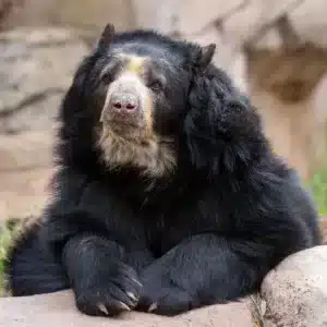 El jucumari: El único oso de Sudamérica que habita en los bosques nublados de Bolivia