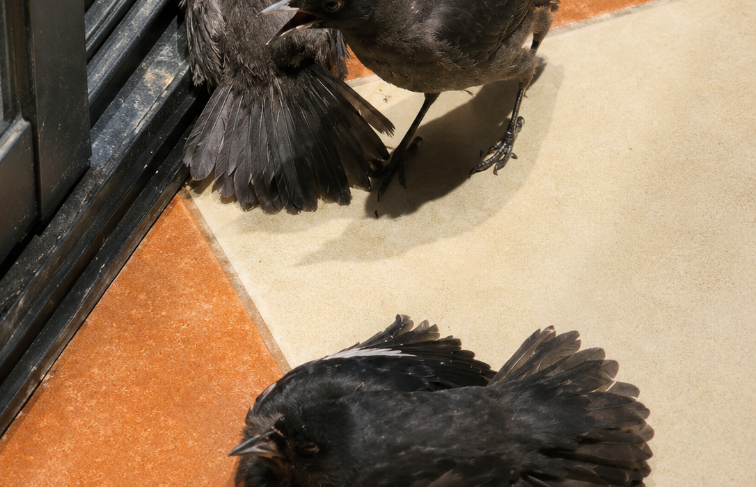 El ingenio de las aves: un comportamiento sorprendente en redes sociales