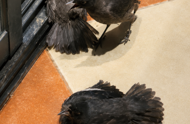 El ingenio de las aves: un comportamiento sorprendente en redes sociales