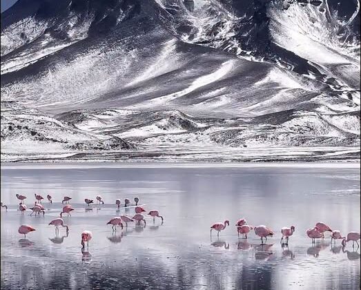 Nevadas en el Suroeste de Potosí: Un espectáculo natural