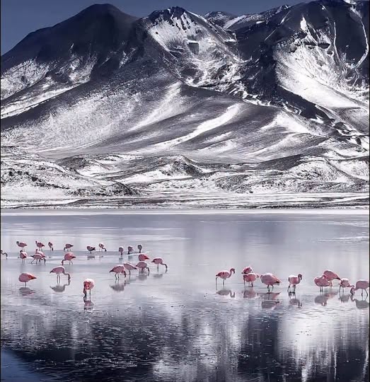Nevadas en el Suroeste de Potosí: Un espectáculo natural