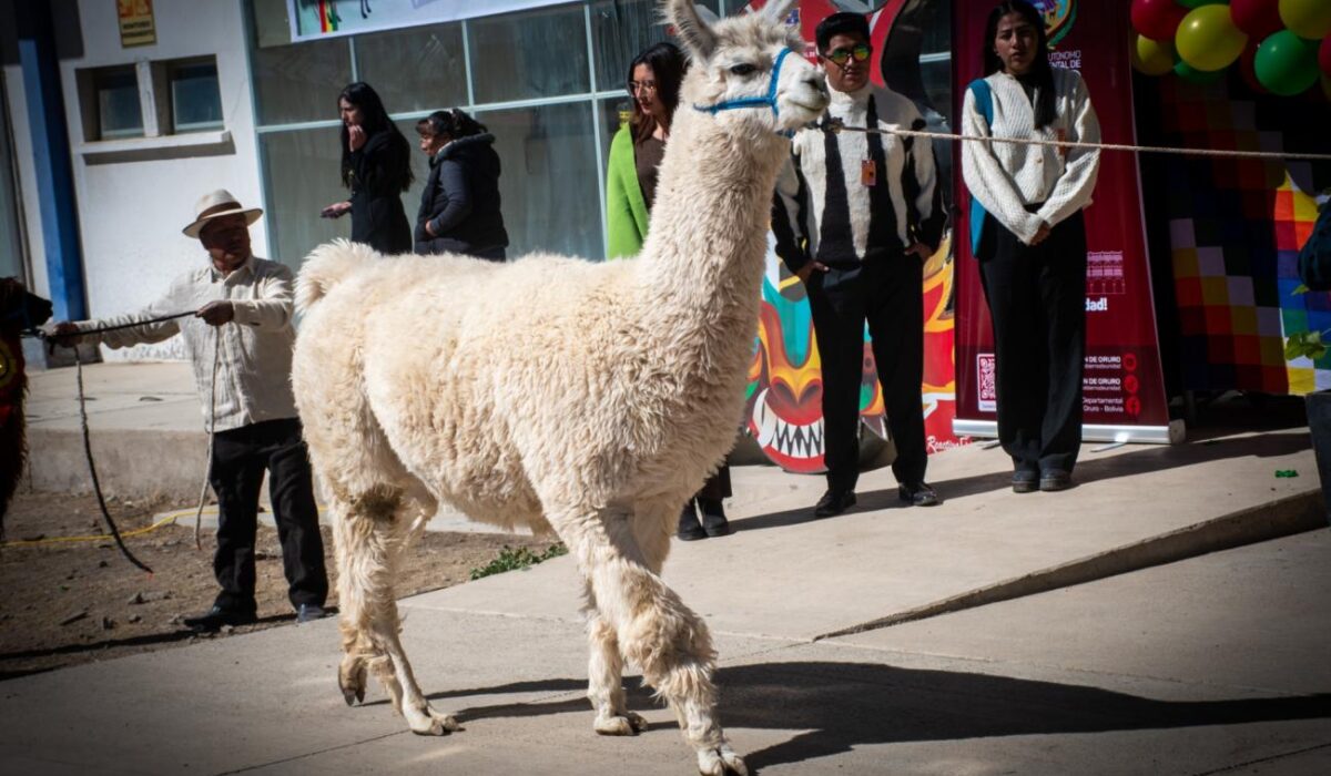Oruro y Confeagro impulsan la quinua y la Expocamel 2026
