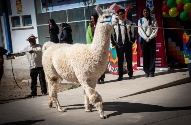 Oruro y Confeagro impulsan la quinua y la Expocamel 2026