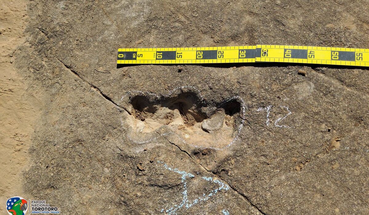 Descubren huellas de tortugas del Cretácico en Torotoro, un hito paleontológico en Sudamérica