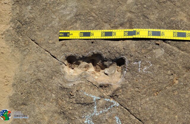 Descubren huellas de tortugas del Cretácico en Torotoro, un hito paleontológico en Sudamérica