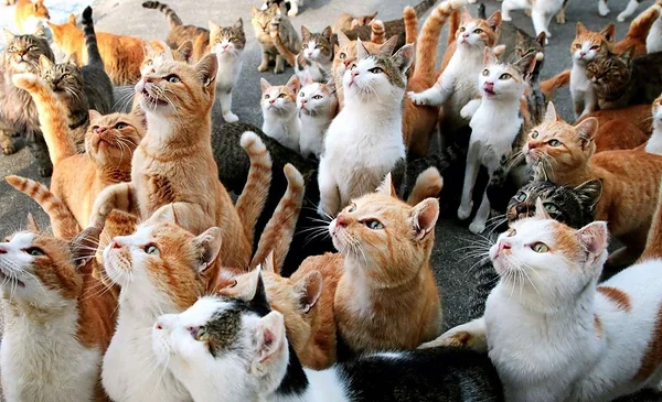 Más de 30 gatos rescatados de un barco abandonado en Tacoma