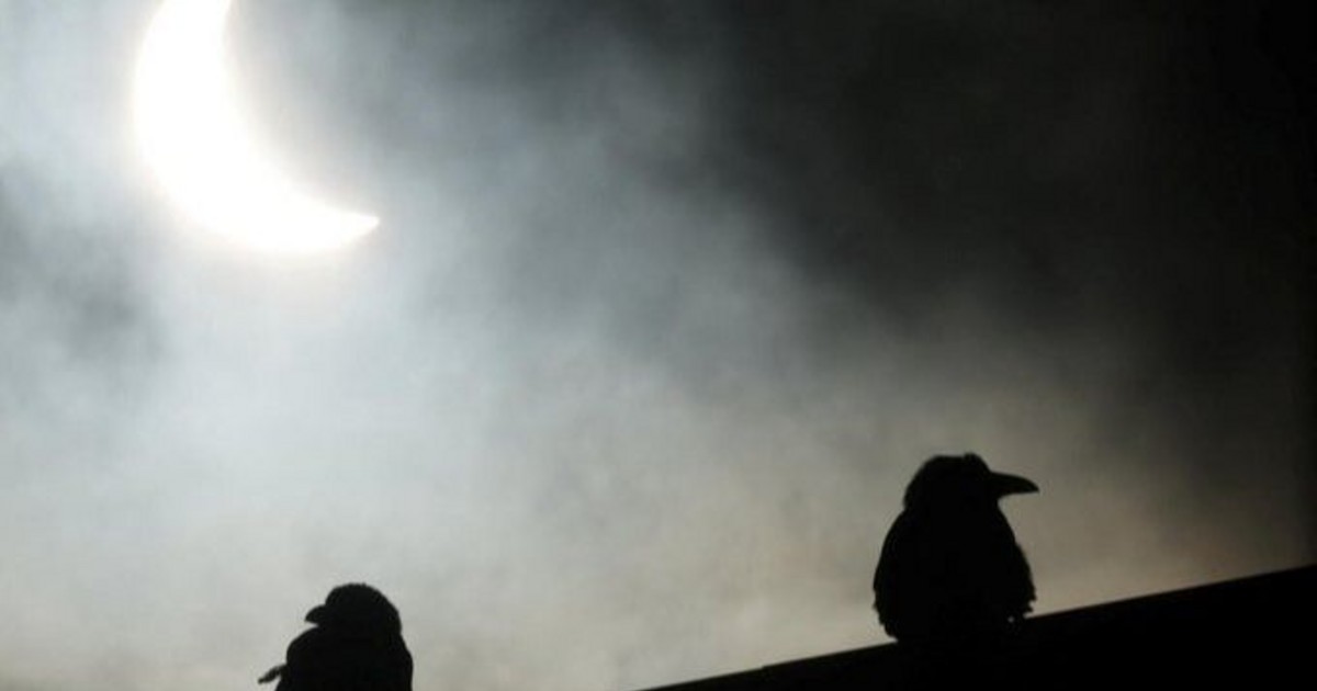 La reacción de los animales ante los eclipses solares: un fenómeno casi indiferente