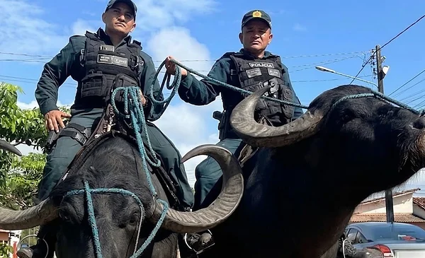 La peculiaridad de la Policía de Soure: patrullas a lomo de búfalos
