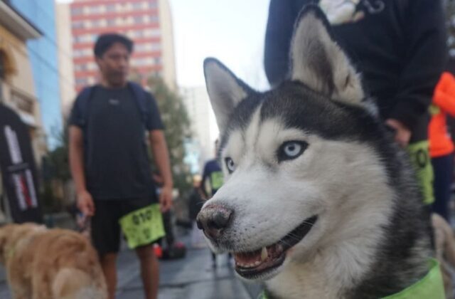 Celebración de San Roque une a familias y mascotas en diversas ciudades