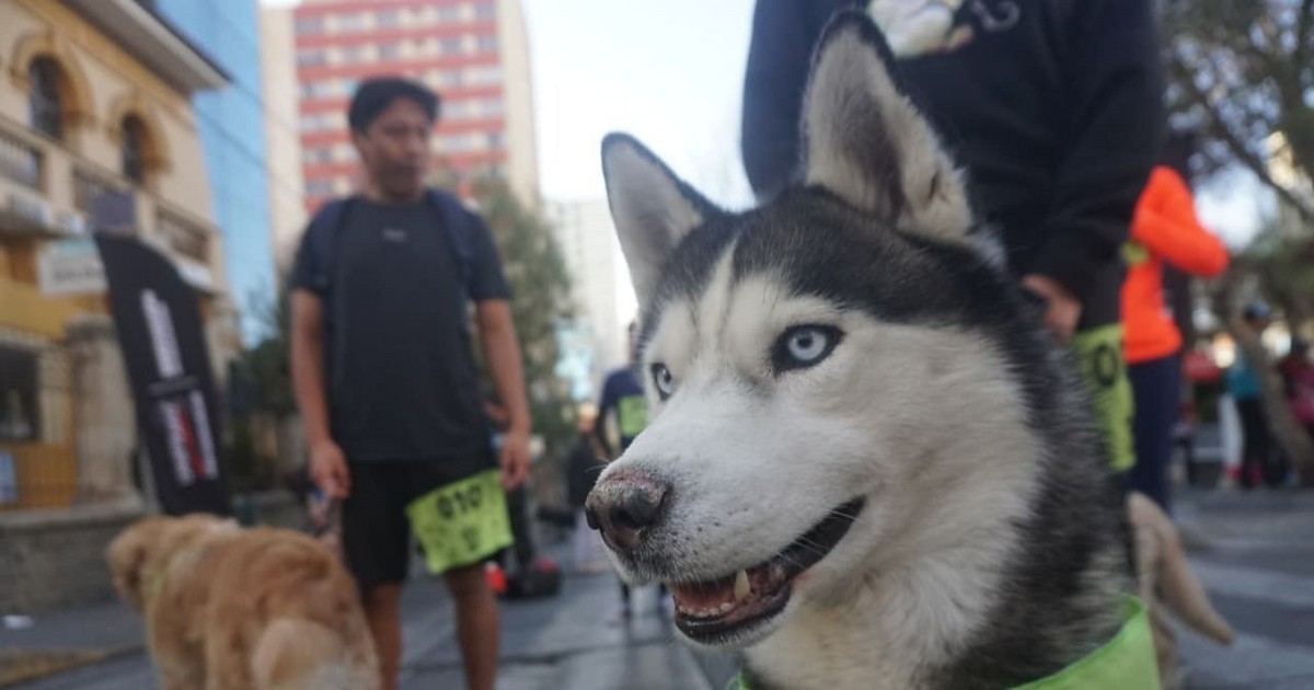 Celebración de San Roque une a familias y mascotas en diversas ciudades