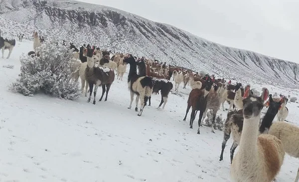 Nevadas intensas afectan comunidades de Potosí tras brusco descenso térmico