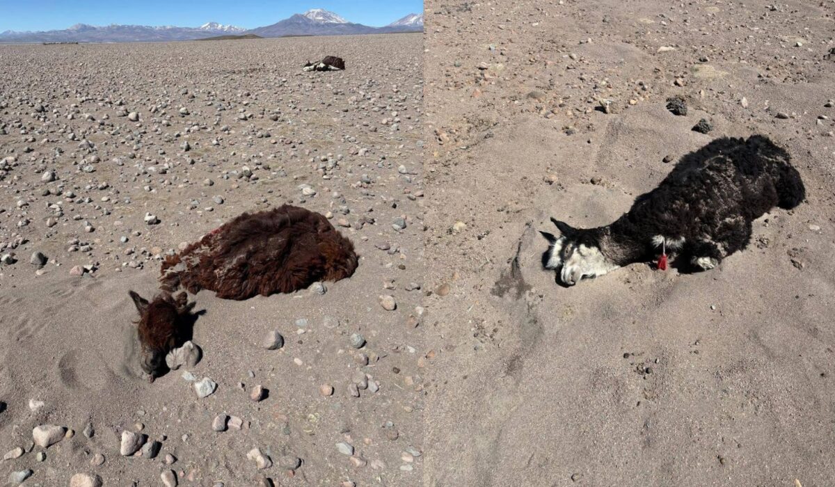 Se reportan daños significativos en Turco por nevadas y vientos