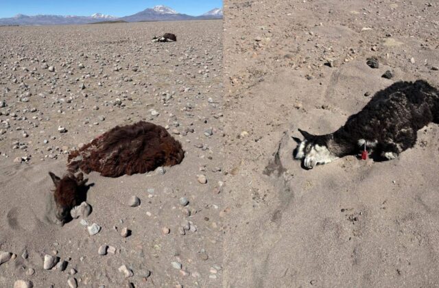 Se reportan daños significativos en Turco por nevadas y vientos
