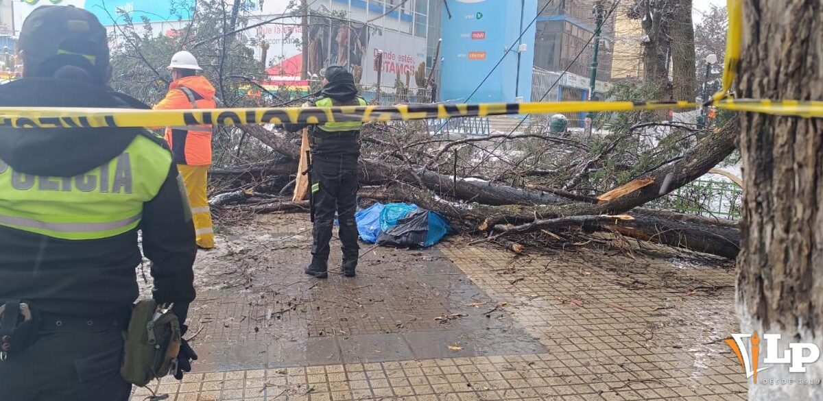 Defensa municipal por la tragedia de un árbol en Oruro