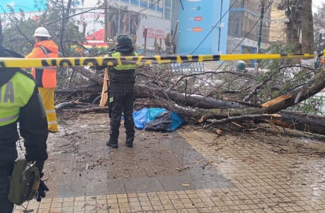 Defensa municipal por la tragedia de un árbol en Oruro