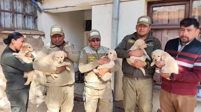 Los cachorros Golden Retriever se integran a la Policía de Oruro