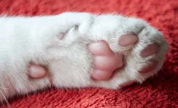 Gato cubierto de rojo genera inquietud en Texas