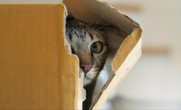 La Preferencia de los Gatos por las Cajas de Cartón