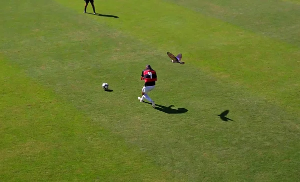 Inusual interrupción en partido juvenil de Brasil por la visita de una guacamaya