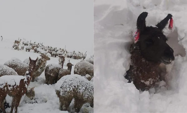 Nevadas y heladas afectan a más de 53 mil familias en Bolivia