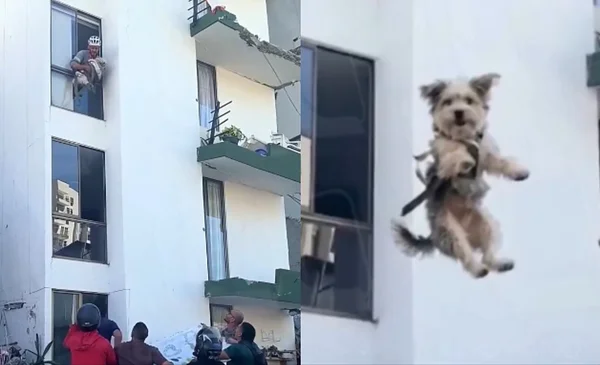 Emotivo rescate de un perro tras terremoto en Colombia se vuelve viral