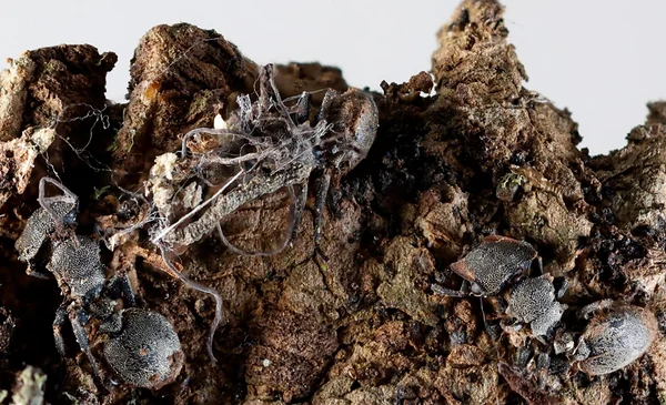 Seis especies de hongos zombis descubiertas en Jalisco, una en honor a Guillermo del Toro