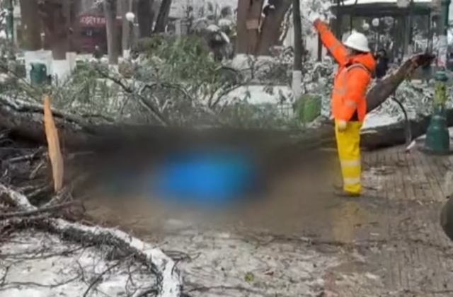 Trágica muerte de una mujer por caída de árbol en Oruro