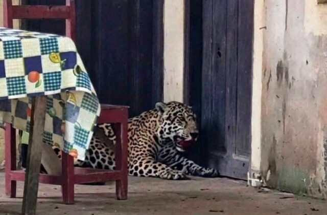 Fallece un jaguar en Guayaramerín tras ser atacado por vecinos