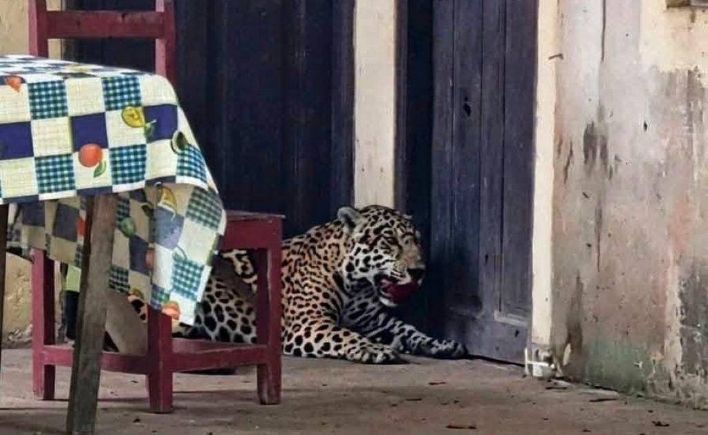 Fallece un jaguar en Guayaramerín tras ser atacado por vecinos