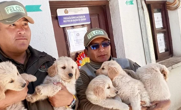 Cinco cachorros Golden Retriever se convertirán en agentes K-9 de la Policía