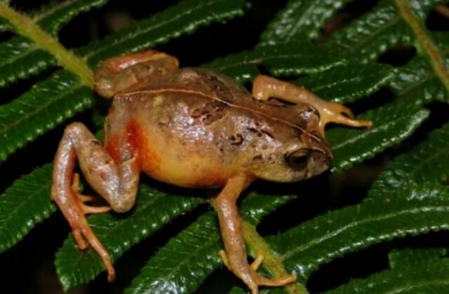 Cuatro nuevas especies de ranas son halladas en la Amazonía peruana