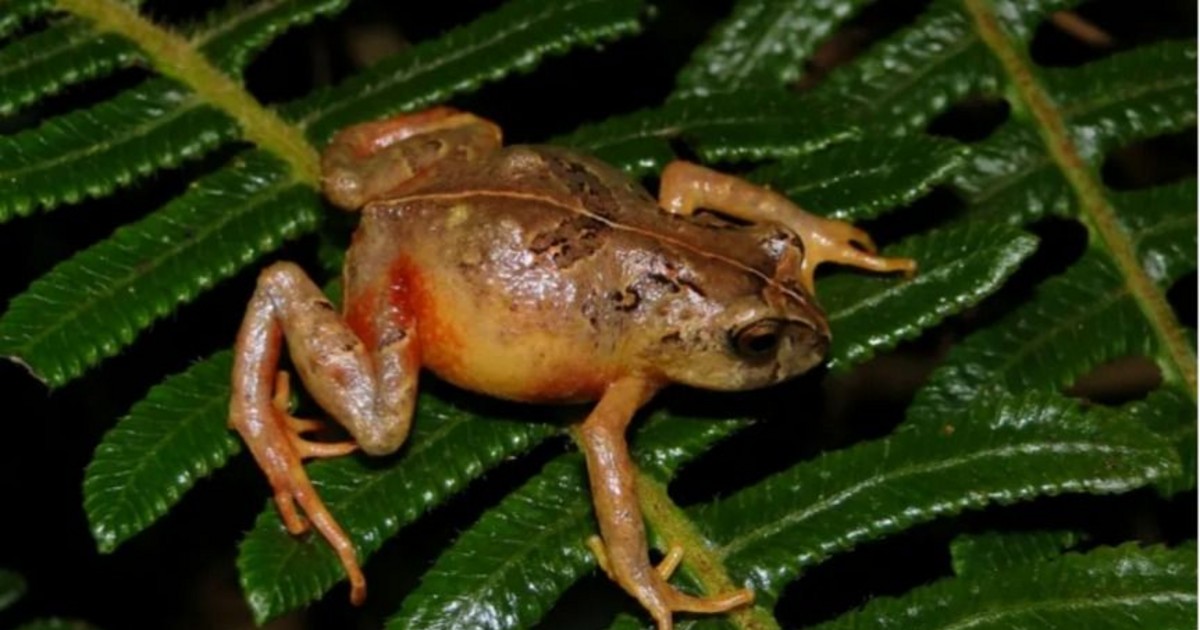 Cuatro nuevas especies de ranas son halladas en la Amazonía peruana