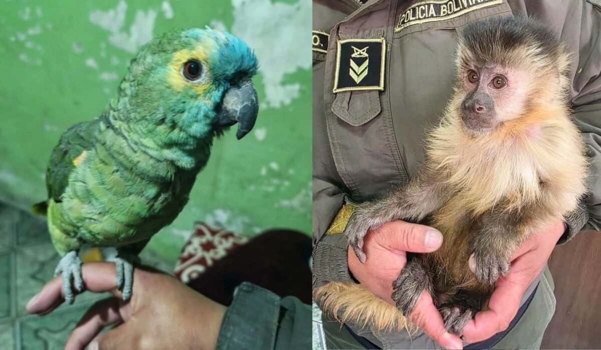 Rescate de fauna silvestre en Potosí: un loro y un mono capuchino bajo protección