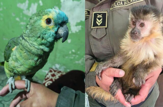 Rescate de fauna silvestre en Potosí: un loro y un mono capuchino bajo protección