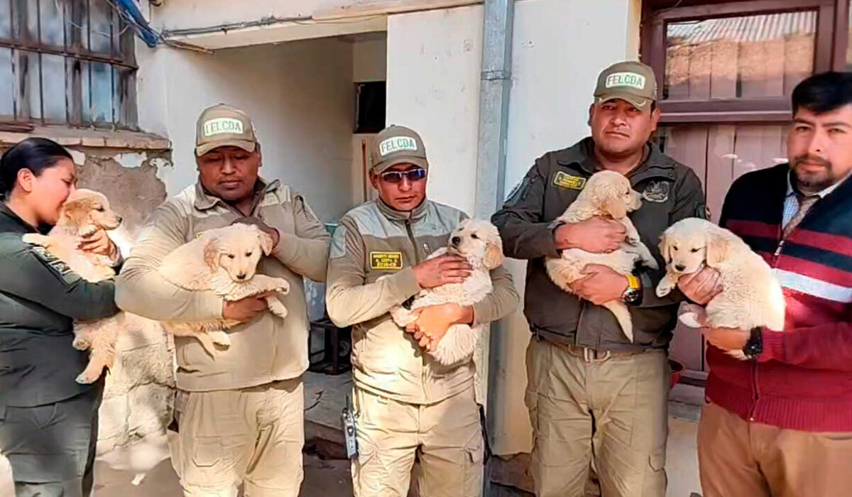Cinco cachorros Golden Retriever se integran a la Policía de Oruro