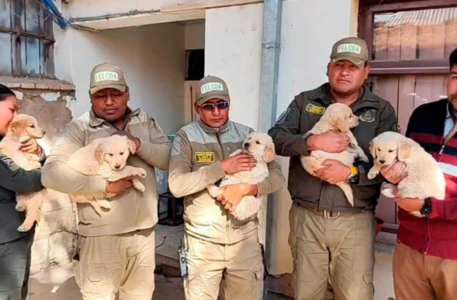 Cinco cachorros Golden Retriever se integran a la Policía de Oruro