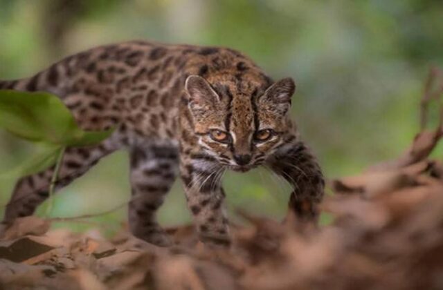 Descubrimiento del ‘Tilcayo’, un nuevo felino en los Yungas de Bolivia