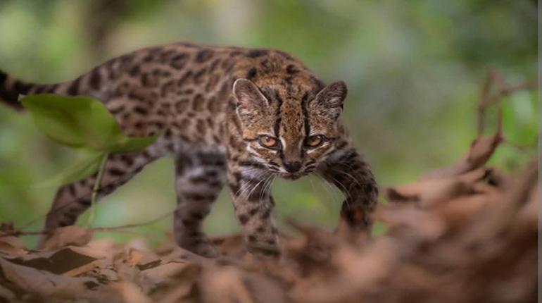 Descubrimiento del ‘Tilcayo’, un nuevo felino en los Yungas de Bolivia