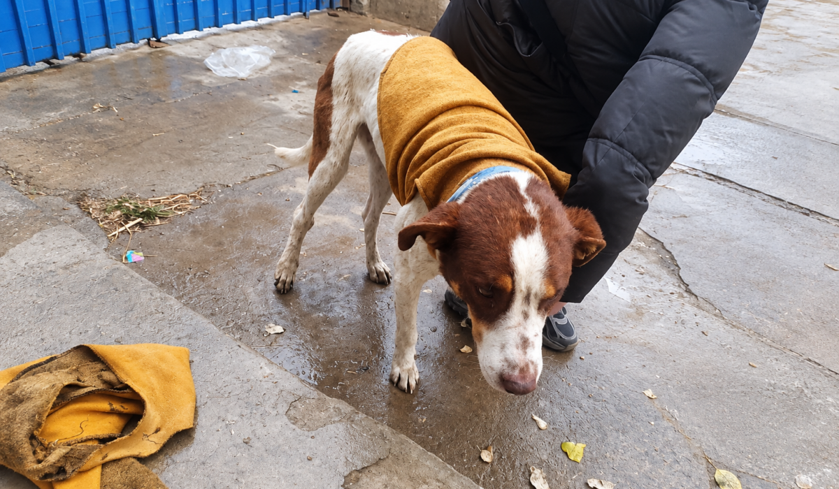 Impacto de las explosiones en Viacha: Mascotas afectadas y en búsqueda