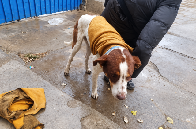 Impacto de las explosiones en Viacha: Mascotas afectadas y en búsqueda