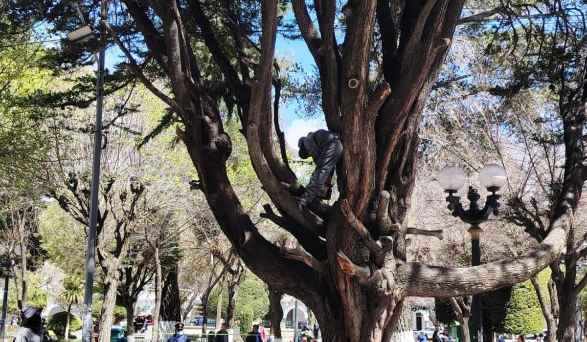 Propuesta para modernizar la Ley del Árbol Urbano en Oruro