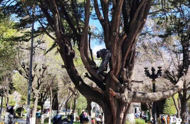 Propuesta para modernizar la Ley del Árbol Urbano en Oruro