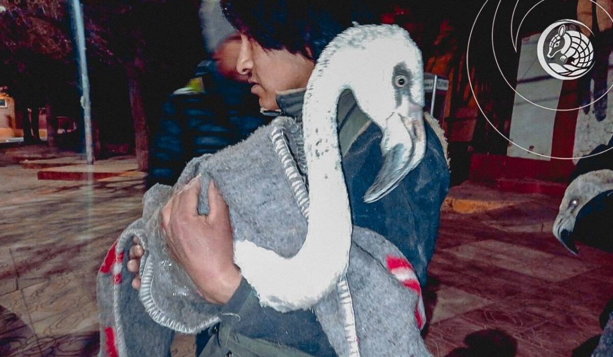 Traslado de aves del Bioparque de Oruro hacia Cochabamba