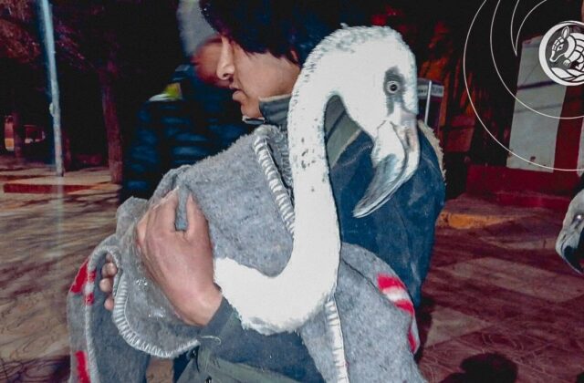 Traslado de aves del Bioparque de Oruro hacia Cochabamba