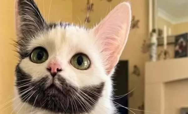 El gato de la barba perfecta se convierte en fenómeno viral