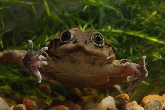 Iniciativa internacional se une para preservar la rana gigante del Titicaca