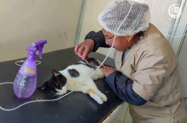 Campaña de Esterilización de Mascotas en Oruro Supera las 500 Intervenciones