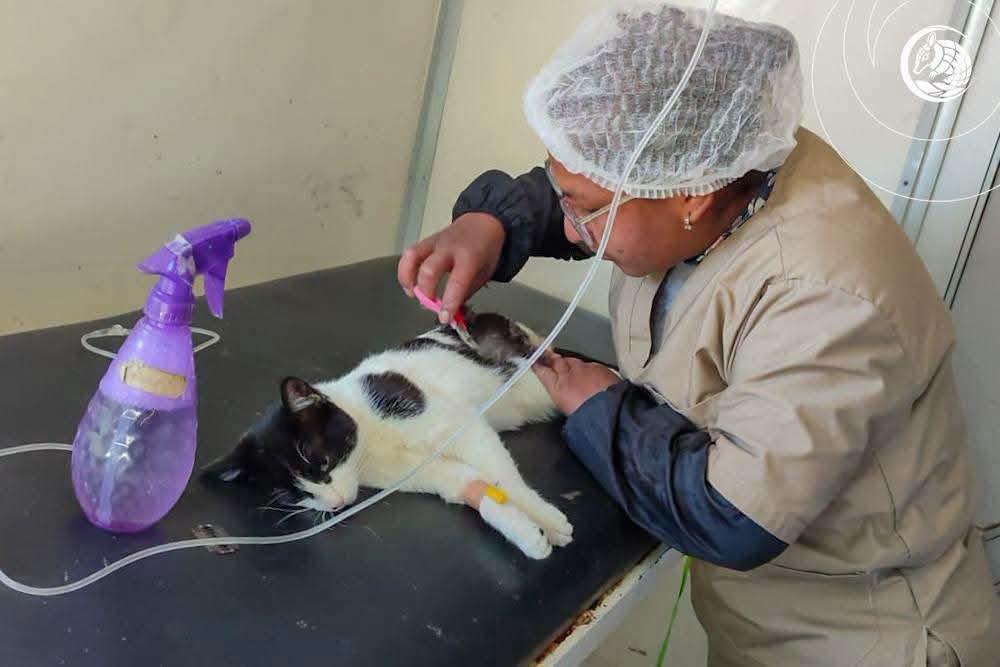 Campaña de Esterilización de Mascotas en Oruro Supera las 500 Intervenciones